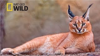 Strange Animals of Asia [National Geographic Documentary 2017 HD]