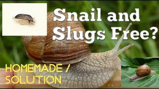 How to get rid of Snails and Slugs in your Home Garden