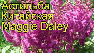 Астильба китайская Маггие Далей. Краткий обзор, описание характеристик astilbe chinense Maggie Daley