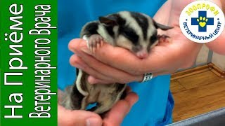 Удивительное Видео! Кастрация Сахарного Поссума!