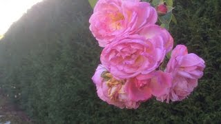 Rosier grimpant Jasmina 'Rosa Jasmina® Korcentex' L'encensoir balançoire
