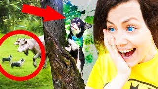 СОБАКИ на РЕЧКЕ! ЩЕНОК Юми ЗАЛЕЗЛА НА ДЕРЕВО! Прогулка на реку и СТАДО КОРОВ! Magic Family