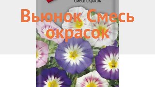 Вьюнок обыкновенный Смесь окрасок (smes okrasok) ? обзор: как сажать, семена вьюнока Смесь окрасок