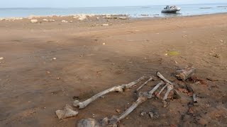Рыбинское водохранилище 2015//Острова и...кости!!! Лодка ПВХ и мотор Гладиатор 9.9//