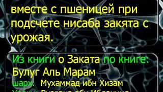 1631 Считается ли ячмень вместе с пшеницей при подсчете нисаба закята с урожая