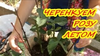ЧЕРЕНКУЕМ РОЗЫ ЛЕТОМ / КАК РАЗМНОЖИТЬ РОЗЫ ЛЕТОМ / Органическое земледелие на Юге