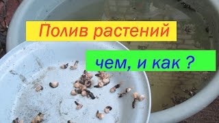 Как сделать настой для полива растений. Натуральное удобрение на птичьем помете. // Олег Карп