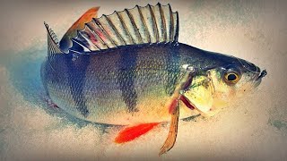ЗИМНЯЯ РЫБАЛКА 2020/РАЗДАЧА ОКУНЯ НА МОРМЫШКУ/САМАЯ КОРОТКАЯ РЫБАЛКА...