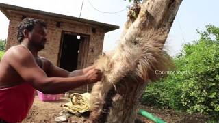 Emu bird recipe - Emu meat curry - Country Foods