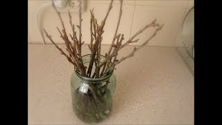 Размножение смородины. Часть 1.Укоренение смородины в воде