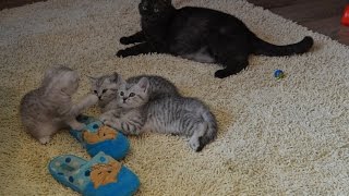 Вислоухие шотландские котята  с кошкой  умывание Scottish Fold kittens with cat washing