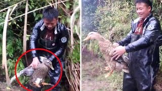 小伙山里抓下酒菜，追了30分鐘抓到4只，拿回家爸媽又要誇我了【石頭秀】
