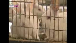 Кроличья ферма в Володарском районе