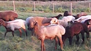 Овцы. Курская область. Продажа.