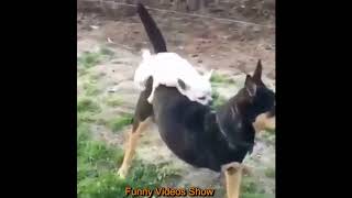 Funny Dog Mating With Other Animal - dogs meet different animals