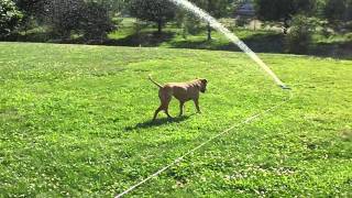 Gracie the amstaff chasing lawn sprinkler
