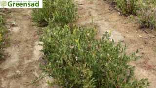 Голубика "Блюголд" - видео-обзор от Greensad
