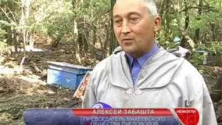 Ураган на пасеке