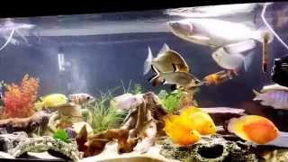 Red Parrot Fish Tank Mates