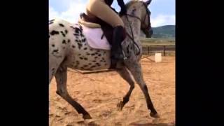 Pony of America jumper for sale