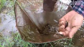 Menangkap Ikan Cupang Liar   ( Bagan , KATUNG) / WILD BETTA FISH