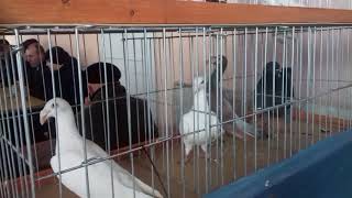 виставка голубів у Тернополі 03,02, 2019. 1 ч