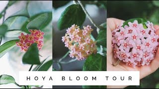 Hoya Bloom Tour!