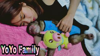 Baby monkey|Mom gave monkey YoYo drink milk and Sleep |Family yoyo's|