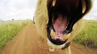 Are Lions Mean? | The Lion Whisperer