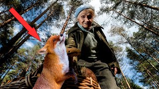 Бабушка, пожалуйста, забери меня с собой! В глазах лисенка проступили слезы.