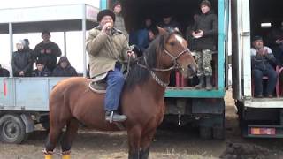 Көкпар - Қожановтар Әулеті Нұрлан ағамыздың бата алу көкпар тойы, 17.12.2019 ж. (1-бөлім)
