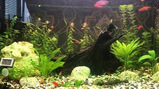 Эффект борьбы с черной бородой и применение CO2 plus Tetra