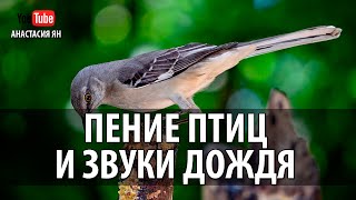 ♫ Пение Птиц И Звуки Дождя Музыка Для Отдыха И Расслабления #Rain Birds Sounds