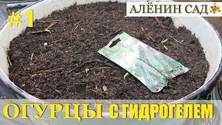 ОГУРЦЫ в бачках с гидрогелем / Как вырастить огурцы без обильного полива  #1