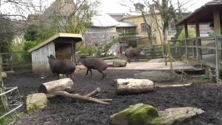 Bristol Zoo Gardens (5th March 2014)