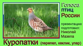 Куропатки. Голоса птиц России