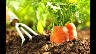 Супер способ посадки моркови без прореживания! Как защитить и чем подкормить морковь?!.