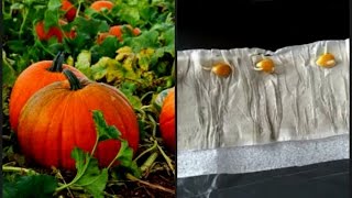 Проращиваем семена тыквы в улитке!