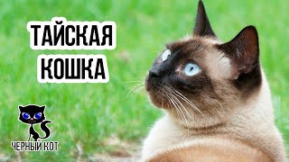 Тайские кошки / Интересные факты о кошках