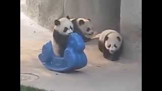 Funny Panda  Смешное видео  Смешные панды