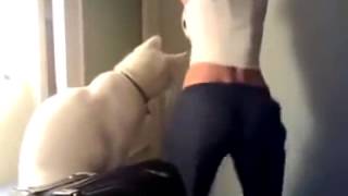Кот засмотрелся на попу девушки