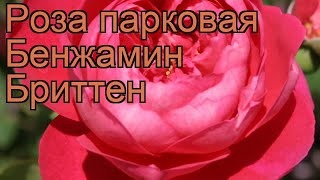 Роза парковая Бенжамин Бриттен ? Бенжамин Бриттен обзор: как сажать, саженцы розы Бенжамин Бриттен