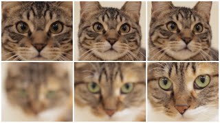 NyankuruTV vol.49  にゃんくるTV vol.49　【かわいい猫カフェ／保護猫】【Cute Cat Cafe】