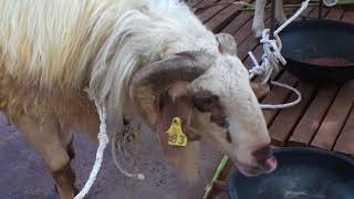 Sheep and goat breeds