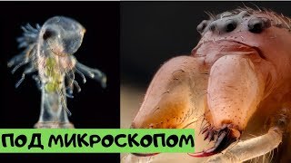 Невероятные фото, сделанные с помощью микроскопа №10 [Под микроскопом]