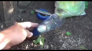 ИЗБАВИТЬСЯ от ПНЯ поможет амиачная селитра