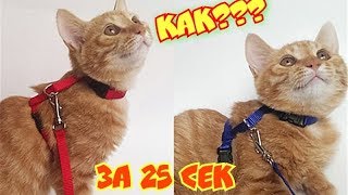 Как одеть шлейку на кошку/объясню за 25 секунд без воды