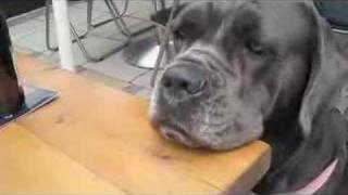 Breakfast time for Blue