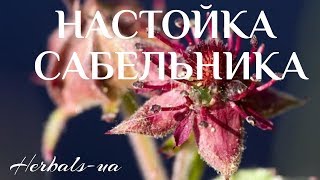 Настойка сабельника.  Удивительные свойства