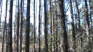 Woodsman500 and Wackybrad Shelter Making Part 16